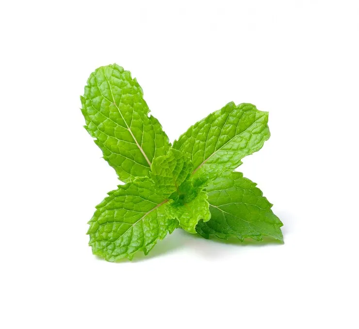 imgi_193_mint-isolated-white_55883-4296 Menthe - Image 1